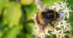 Bumblebee Loader